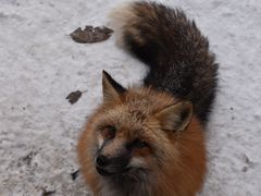 -宫城藏王狐狸村