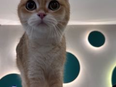 -飞行喵MR PILOT|猫舍·猫咖(静安大融城店)