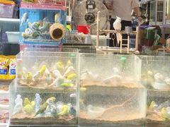 -青石桥花鸟鱼虫市场(叠翠城店)