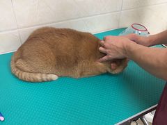 -美联众合爱康动物医院•复杂内科•肿瘤科•牙科•腔镜诊疗中心
