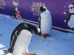 -沈阳奥体冰雪嘉年华