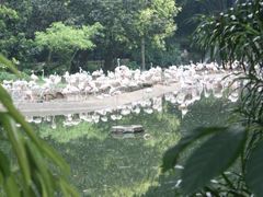 -新加坡飞禽公园