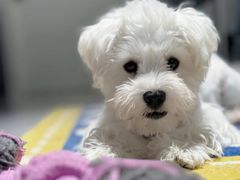 -翊宠yipet猫狗购宠庄园