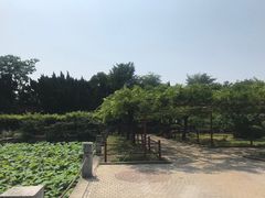 -嘉定紫藤园