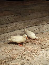 -Zoolung Zoolung动物主题公园(海信广场店)