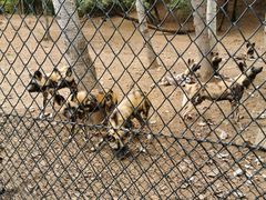 -大连森林动物园