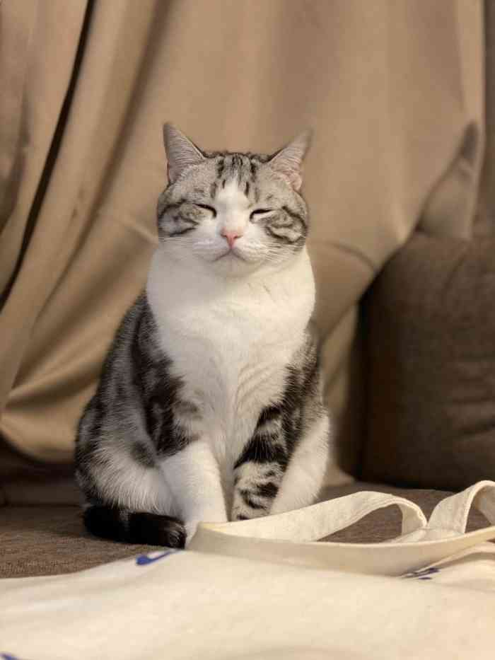 momo酱猫咪酒店-"【项目】寄养环境很好,很好近,猫咪很喜.