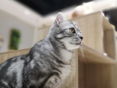 -藏猫猫咖啡主题馆(中央大道店)