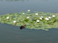 -前关湿地公园