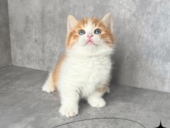 -小猫来了·猫舍(红山六九七九店)