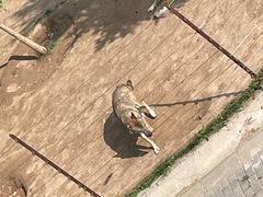 -青藏高原野生动物园