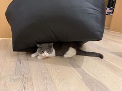 -CAT’S MEWSTAR CAFE·喵星球猫屋(晴湾咖啡店)