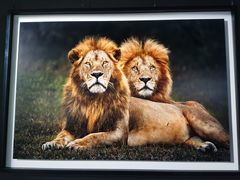 -罗红摄影艺术馆