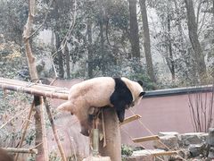 -杭州动物园