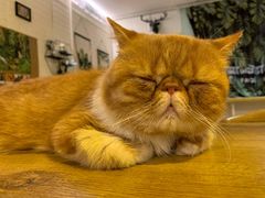 -平行世界·猫咖(首经贸店)