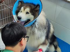 -派美特宠物医院·核磁CT·骨科肿瘤·疑难转诊(沈农禾丰店)