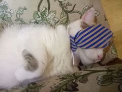 -万小咖.猫咖(中山路天虹店)