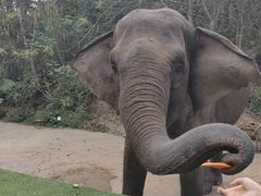 -野象谷景区