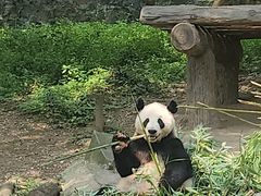 -都江堰中华大熊猫苑