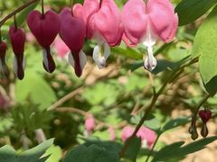 -曹州百花园