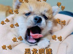 -逗柴咖啡屋·狗咖猫咖宠物桌游