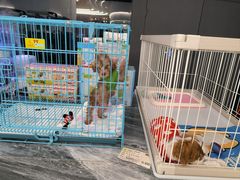 -1013 PET SHOP精品宠物商店(丁香店)