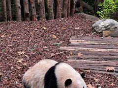 -成都大熊猫繁育研究基地