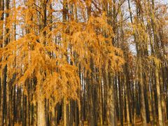 -上海共青森林公园