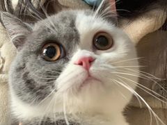 -翊宠yipet猫狗购宠庄园犬舍•猫舍