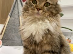 -COLOR PETS 撸猫馆·购猫·猫咖(长风大悦城店)