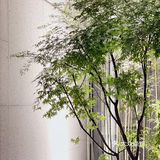 帝都日料天花板 银座岩｜闹市有静