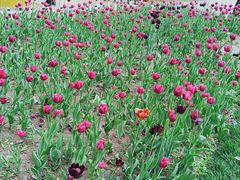 -长春公园(普阳街道)