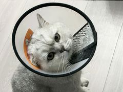 -派联宠物医院·24h·CT·异宠