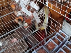 -蓝湾碧波·老字号·疍家非遗海上餐厅