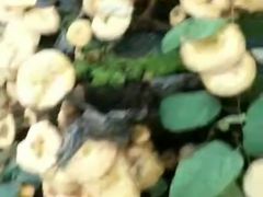 正经溜达鸡炖麻土豆/榛蘑-庆岭迎宾园正宗活鱼馆