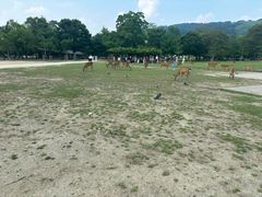 -奈良公园