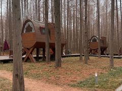 -黄海国家森林公园