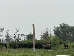 -敕勒川草原文化旅游区