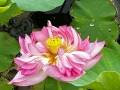 -荷塘月色湿地公园·向阳花洲