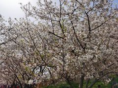 -苏州上方山国家森林公园