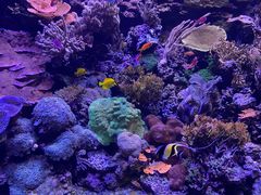 -西雅图水族馆