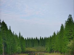 -黄海国家森林公园