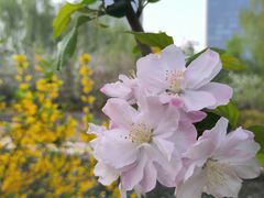 -海棠花溪(元大都城垣遗址公园)