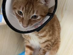 -博特宠物医院24h犬猫全科.骨科·异宠