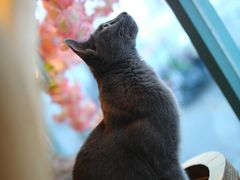 -喵屿·大理花园猫咖