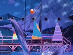 -海合安武汉极地海洋公园