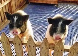 -萌宠亲子动物乐园(槐房万达店)