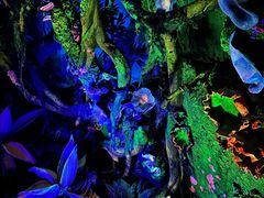 -奥兰多迪士尼动物王国乐园