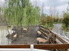 -溱湖国家湿地公园