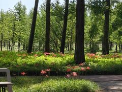 -黄海国家森林公园